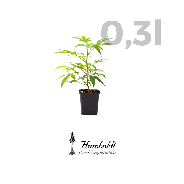 AMHEREST SOUR DIESEL 0,3l _ Humboldt Seeds