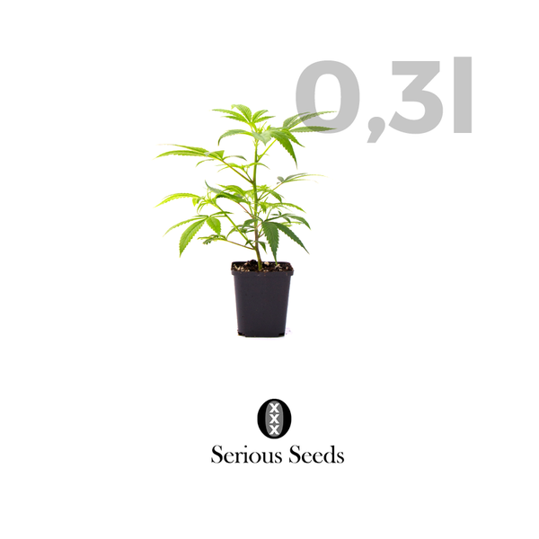 CHRONIC 0,3l _ Serious Seeds