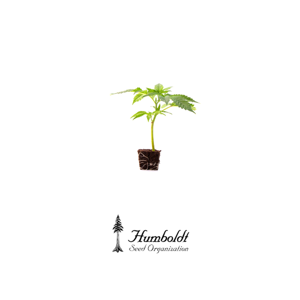 AMHEREST SOUR DIESEL Plug _ Humboldt Seeds