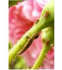 Chryson - Florfliegenlarven gegen Blattläuse, Thripse & Spinnmilben