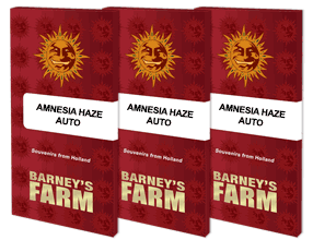 Amnesia Haze Auto - Barney´s Farm