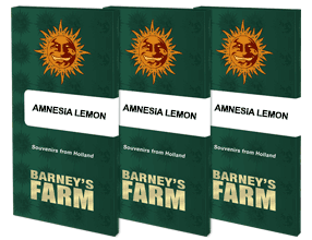 Amnesia Lemon - Barney´s Farm
